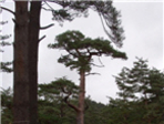 thumbnail 148*82