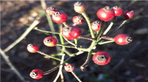 thumbnail 148*82